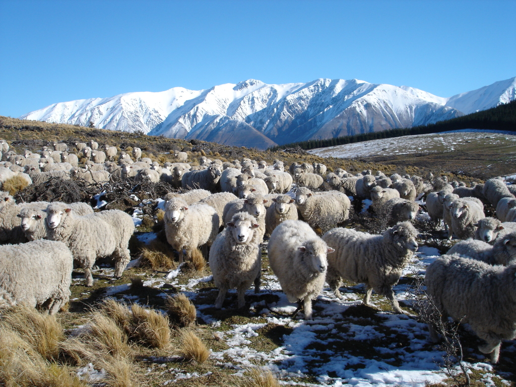  Sheep of Middle Rock Station in New Zealand